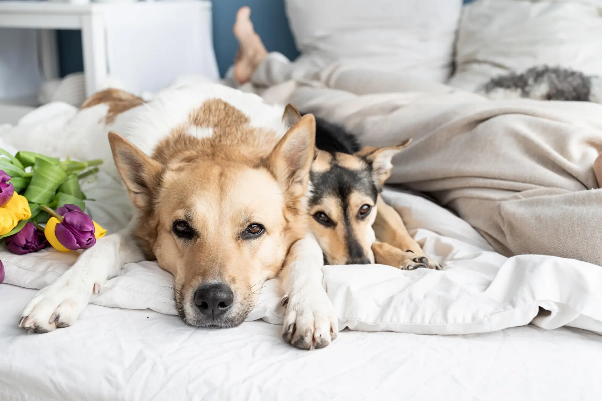 amipets.cz