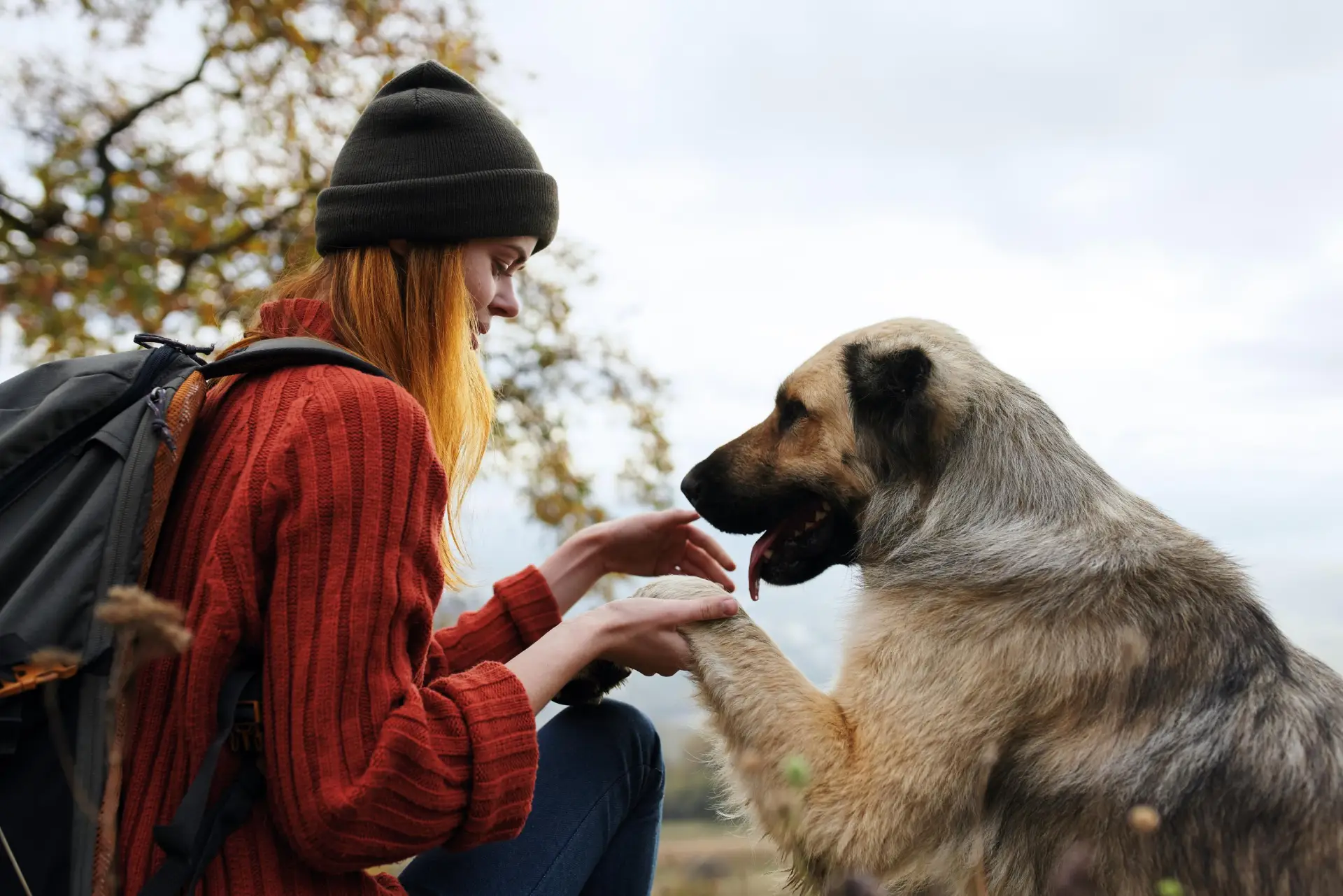 amipets.cz